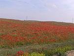 Campos de la zona Campos de la zona